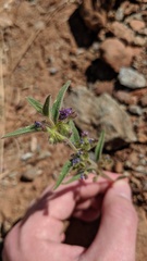 Trichostema rubisepalum