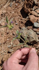 Trichostema rubisepalum