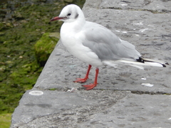 Chroicocephalus ridibundus