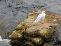 Chroicocephalus ridibundus