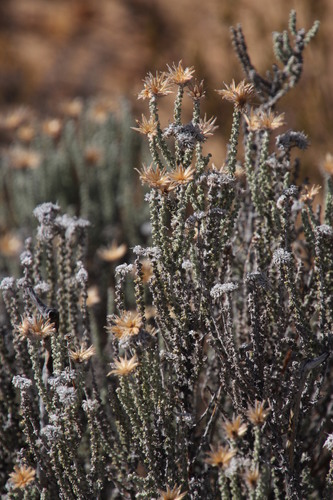 Image of Lachnospermum fasciculatum by (c) Tony Rebelo, some rights reserved (CC BY-SA)