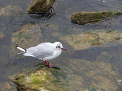 Chroicocephalus ridibundus
