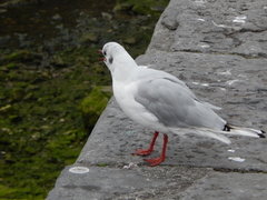 Chroicocephalus ridibundus