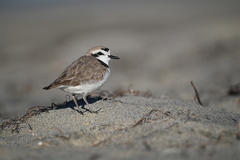 Charadrius nivosus