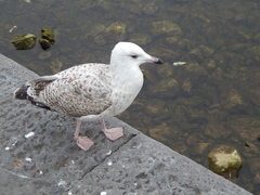 Larus