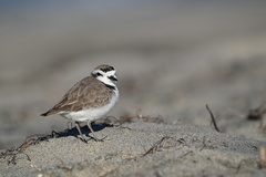 Charadrius nivosus