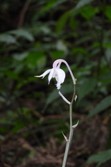 Calanthe arisanensis