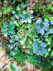 Elatostema obtusum trilobulatum
