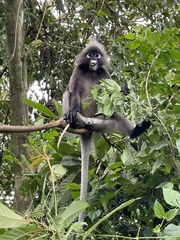 Trachypithecus obscurus