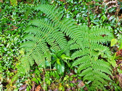 Dryopteris peranema