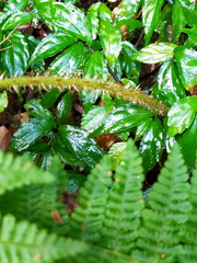 Dryopteris peranema