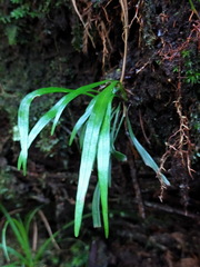 Haplopteris flexuosa