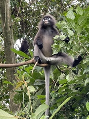 Trachypithecus obscurus