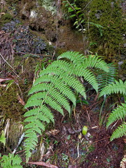 Dryopteris peranema