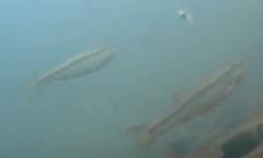 Rhinichthys atratulus