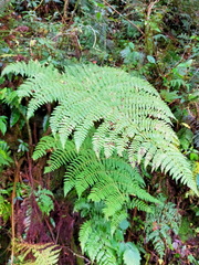 Dryopteris peranema