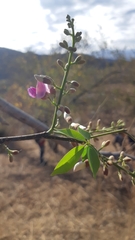 Lonchocarpus guatemalensis