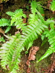 Leptogramma tottoides