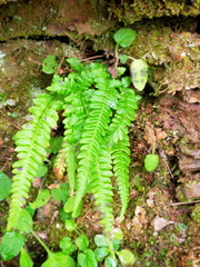 Leptogramma tottoides