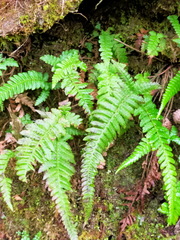 Leptogramma tottoides