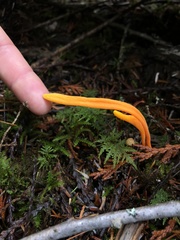 Clavulinopsis sulcata