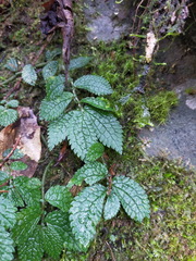 Elatostema parvum