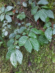 Elatostema parvum