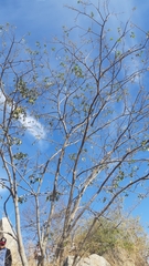Lonchocarpus guatemalensis