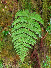 Dryopteris peranema