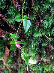 Tripterospermum luzonense