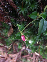 Tripterospermum luzonense