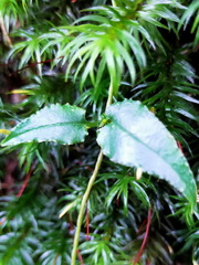 Tripterospermum luzonense