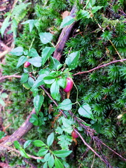 Tripterospermum luzonense