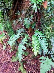 Plagiogyria stenoptera