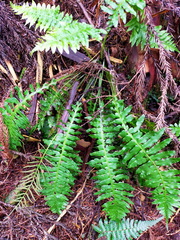 Plagiogyria stenoptera