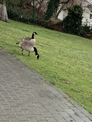 Branta canadensis