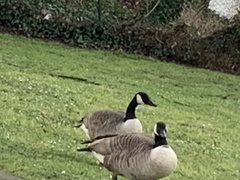 Branta canadensis