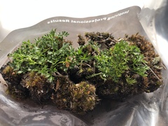 Xanthosia