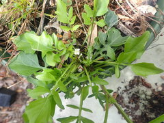 Rorippa laciniata