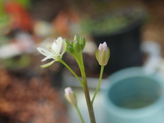 Rorippa laciniata