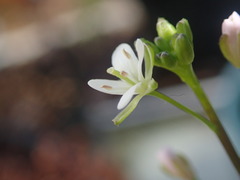 Rorippa laciniata