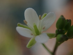 Rorippa laciniata