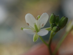 Rorippa laciniata