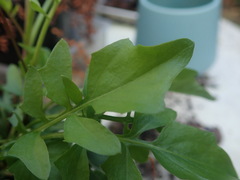 Rorippa laciniata