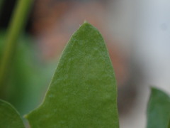 Rorippa laciniata