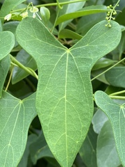 Tinospora smilacina