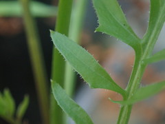 Rorippa laciniata