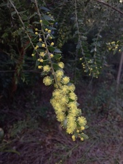 Acacia howittii