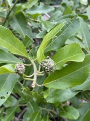 Capparis lucida