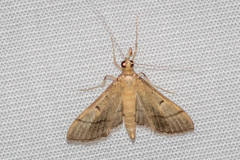 Bradina admixtalis